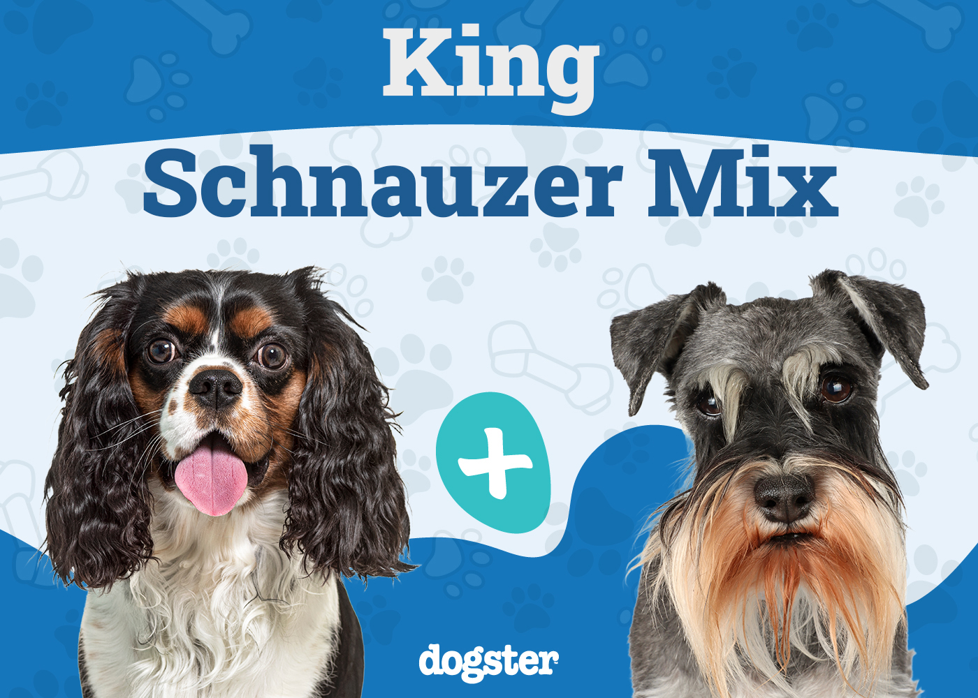 King Schnauzer - Cavalier King Charles Spaniel Miniature Schnauzer Mix