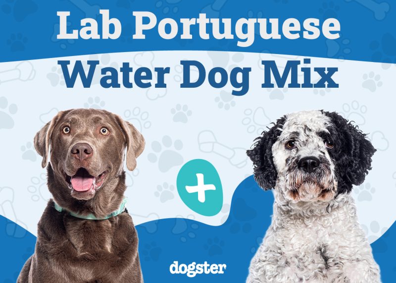 Lab Portuguese Water Dog Mix