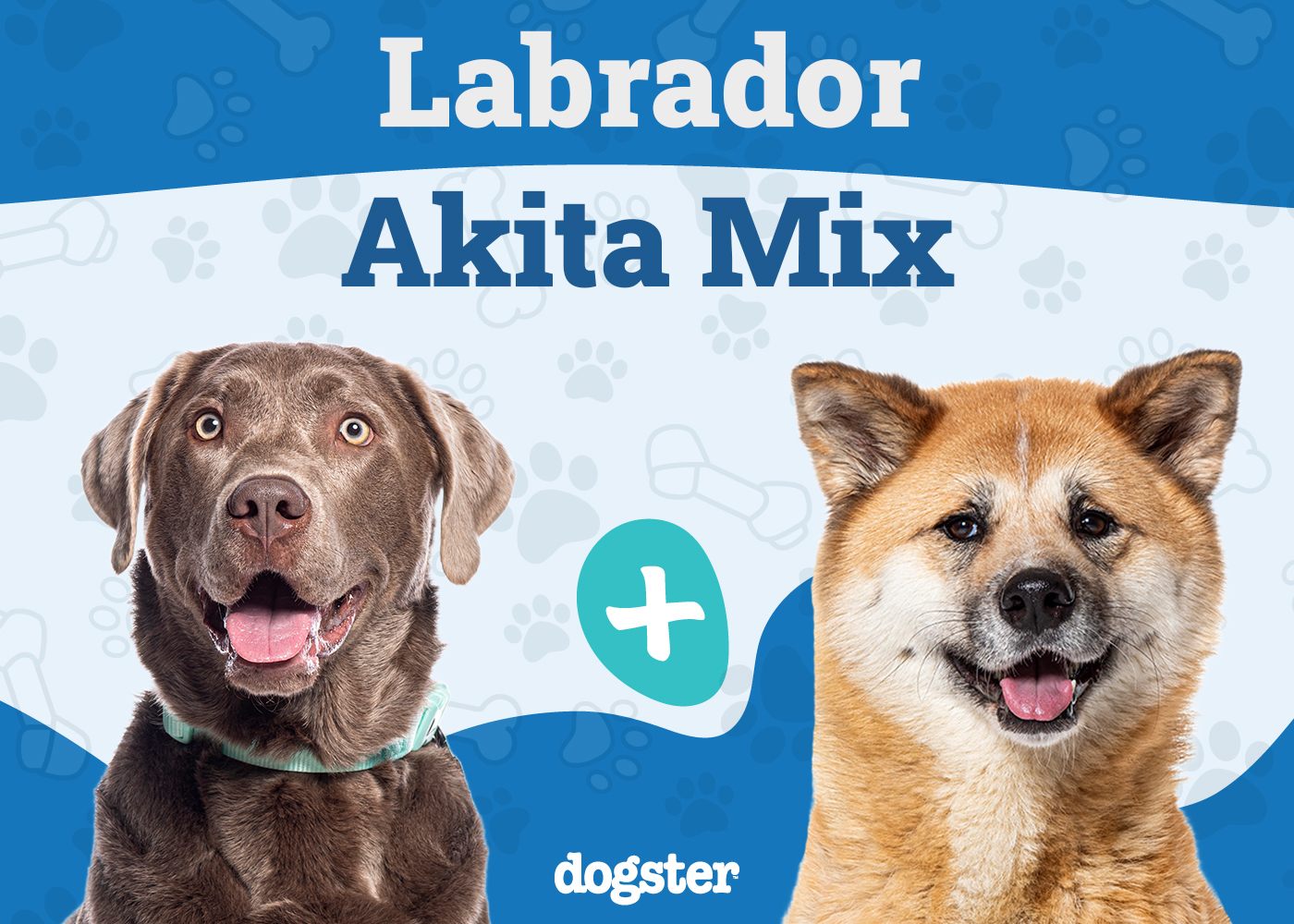 Labrakita - Labrador Akita Mix
