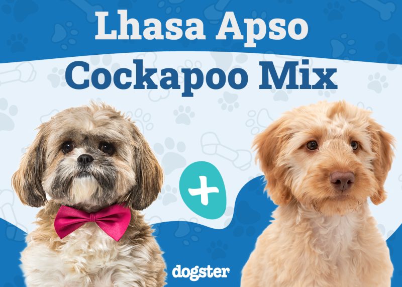 Lacasapoo - Lhasa Apso Cockapoo Mix