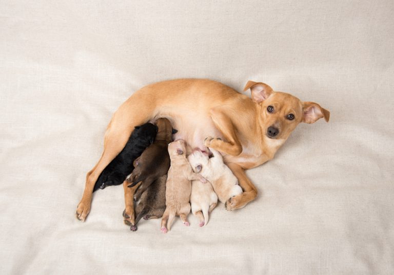 what-to-feed-a-nursing-dog-to-increase-milk-production-vet-explained