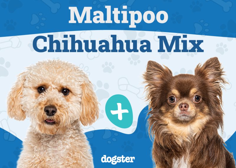 Maltipoo Chihuahua Mix