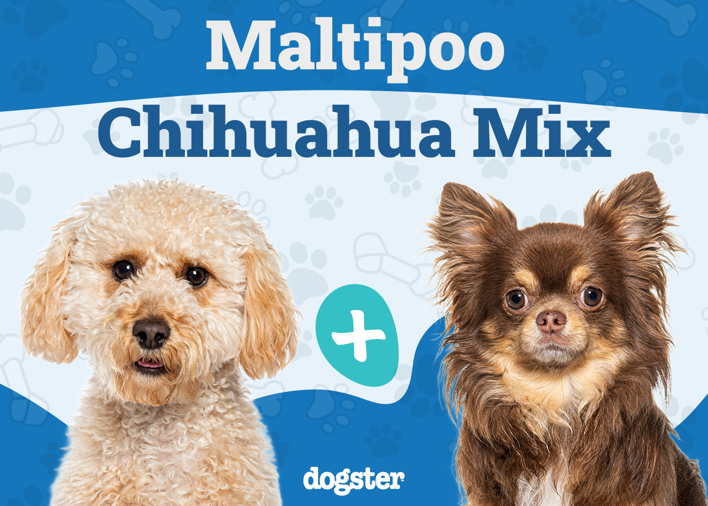 Maltipoo Chihuahua Mix