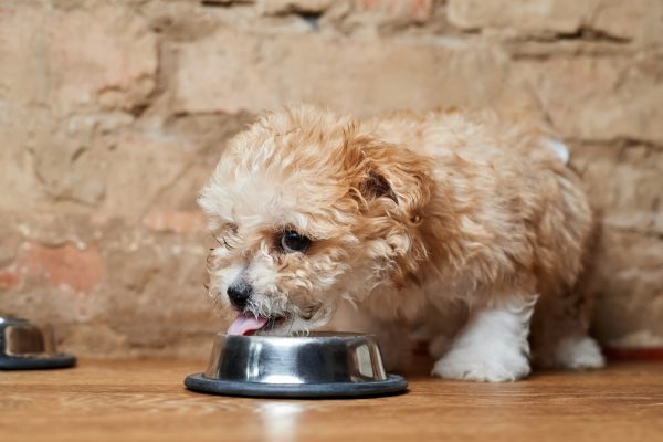 Maltipoo-puppy-eats-from-a-metal-bowl