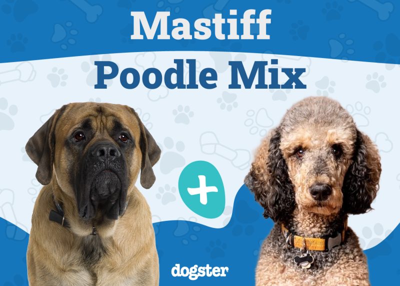 Mastidoodle - Mastiff Poodle Mix