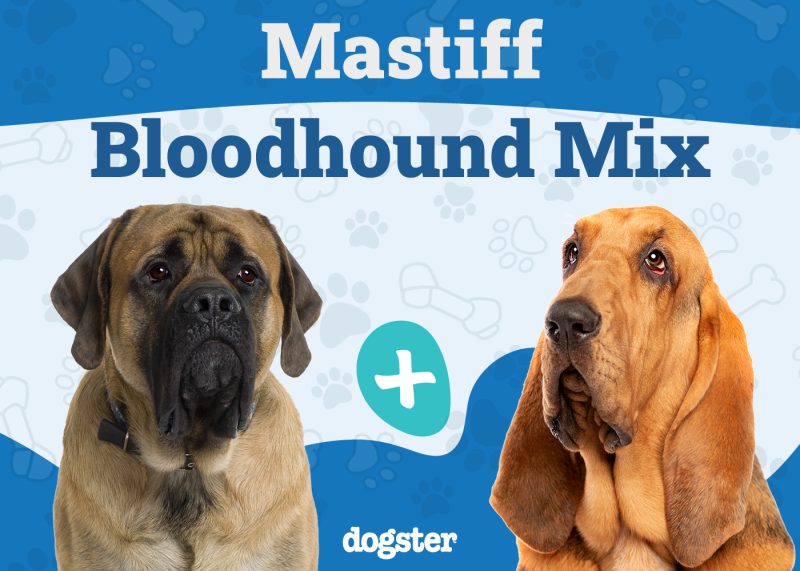 Mastiff Bloodhound Mix