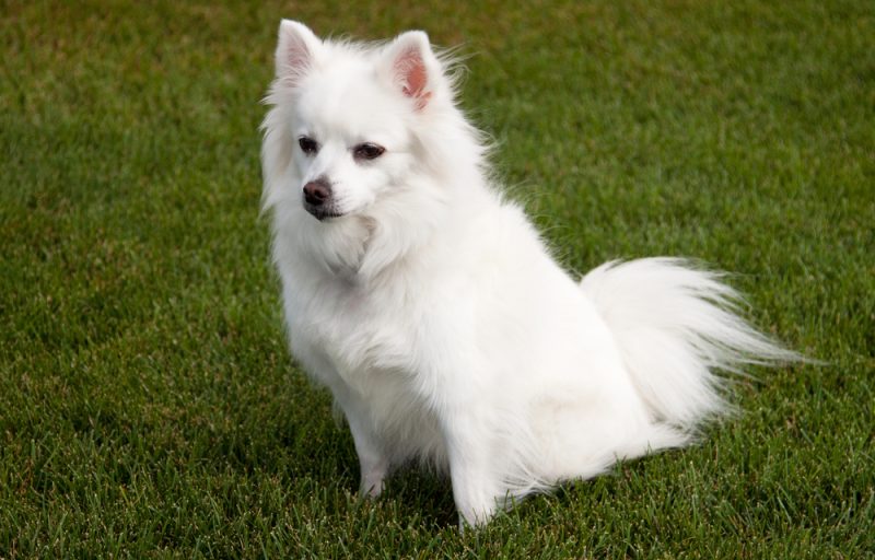 Miniature-American-Eskimo-Dog