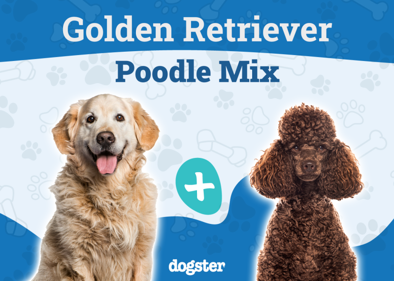 Miniature Goldendoodles