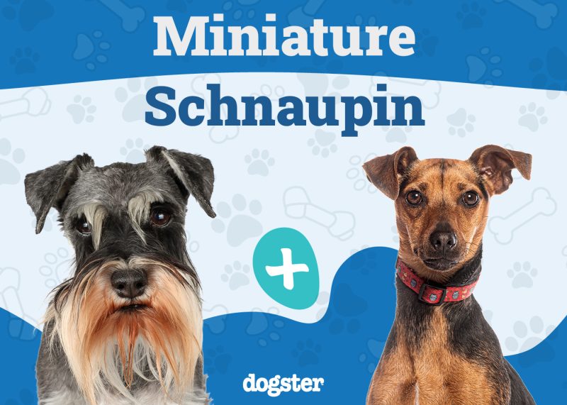 Miniature Schnaupin - Miniature Schnauzer Pinscher Mix