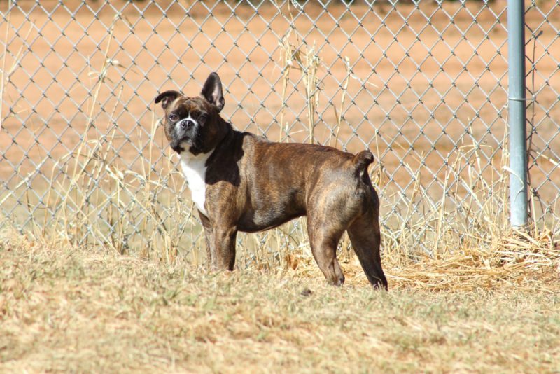 Miniature-boxer-standing-in-a-field