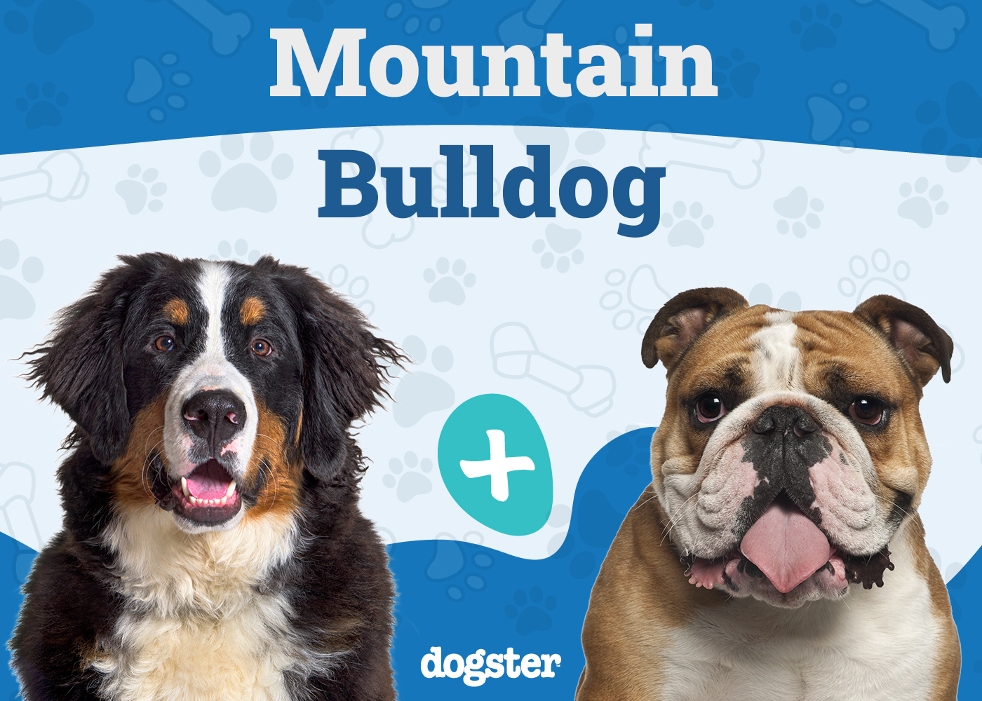 Mountain Bulldog - Bernese Mountain Dog Bulldog Mix