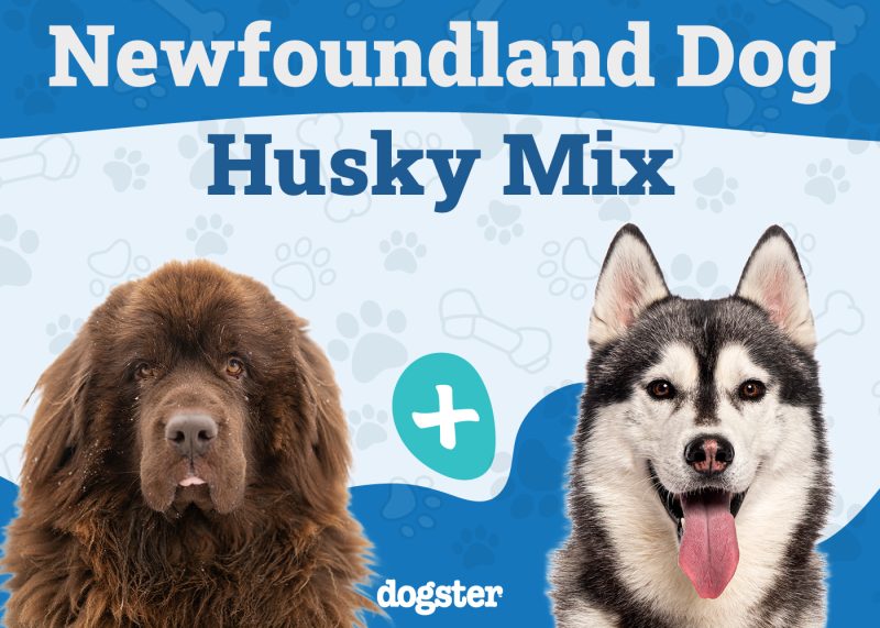 Newfoundland Dog Husky Mix