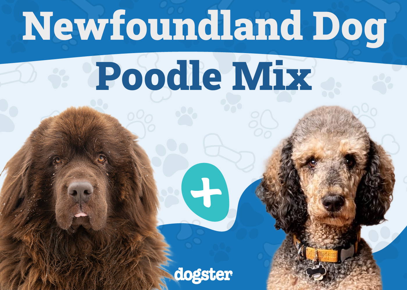 Newfypoo - Newfoundland Dog Poodle Mix