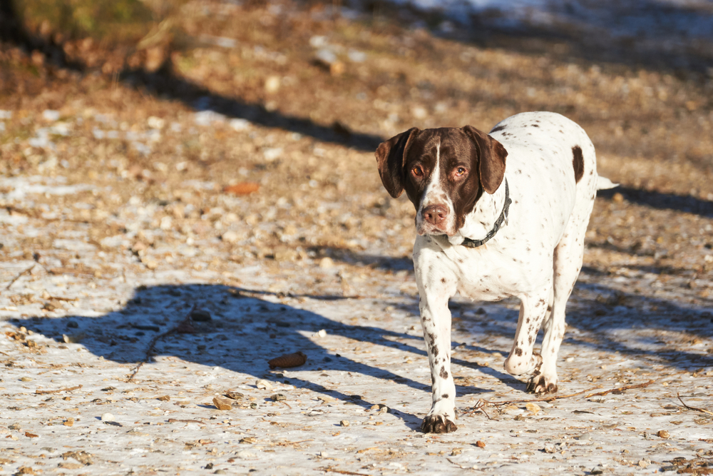 Old-danish-Pointer-dog-walking-on-path-in-forrest