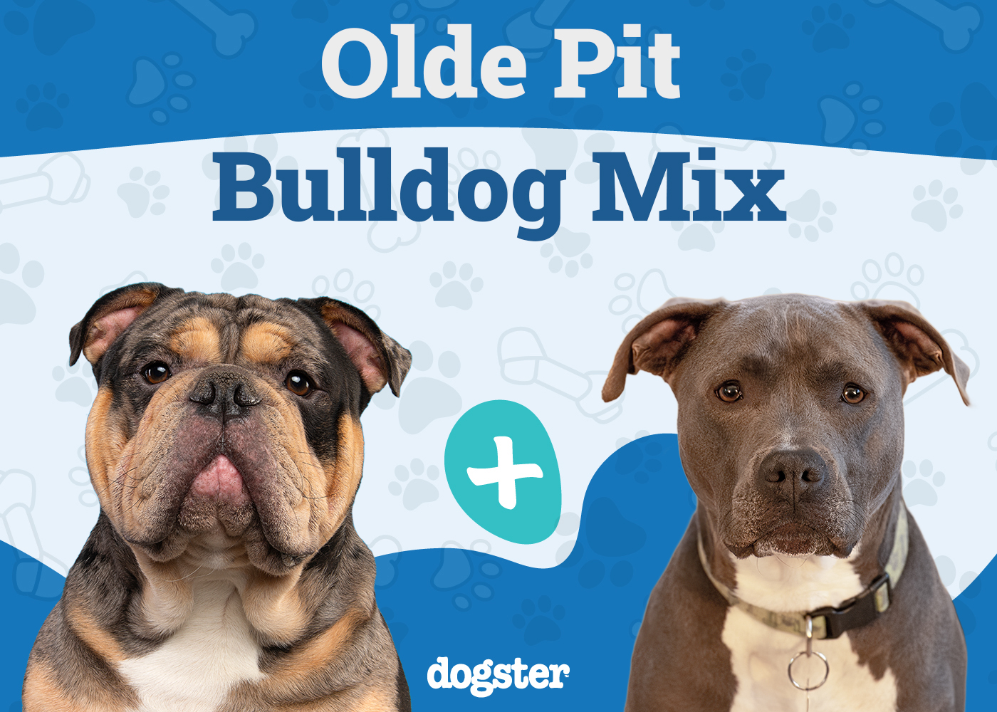 Olde Pit Bulldog Mix