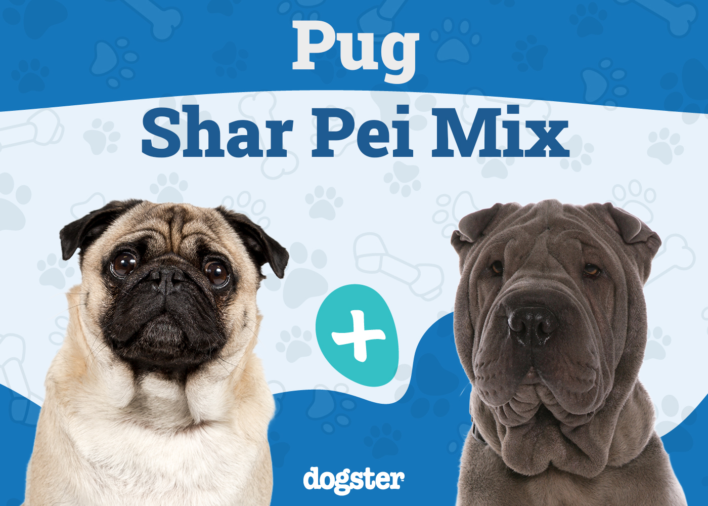 Ori Pei - Pug Shar Pei Mix