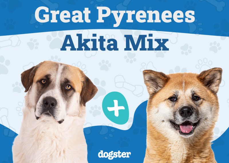 Pakita - Great Pyrenees Akita Mix