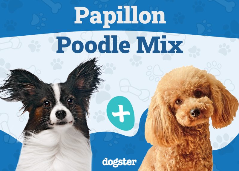 Papipoo - Papillon Poodle Mix