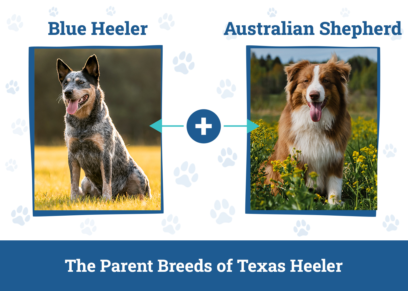 Parent Breeds of Texas Heeler