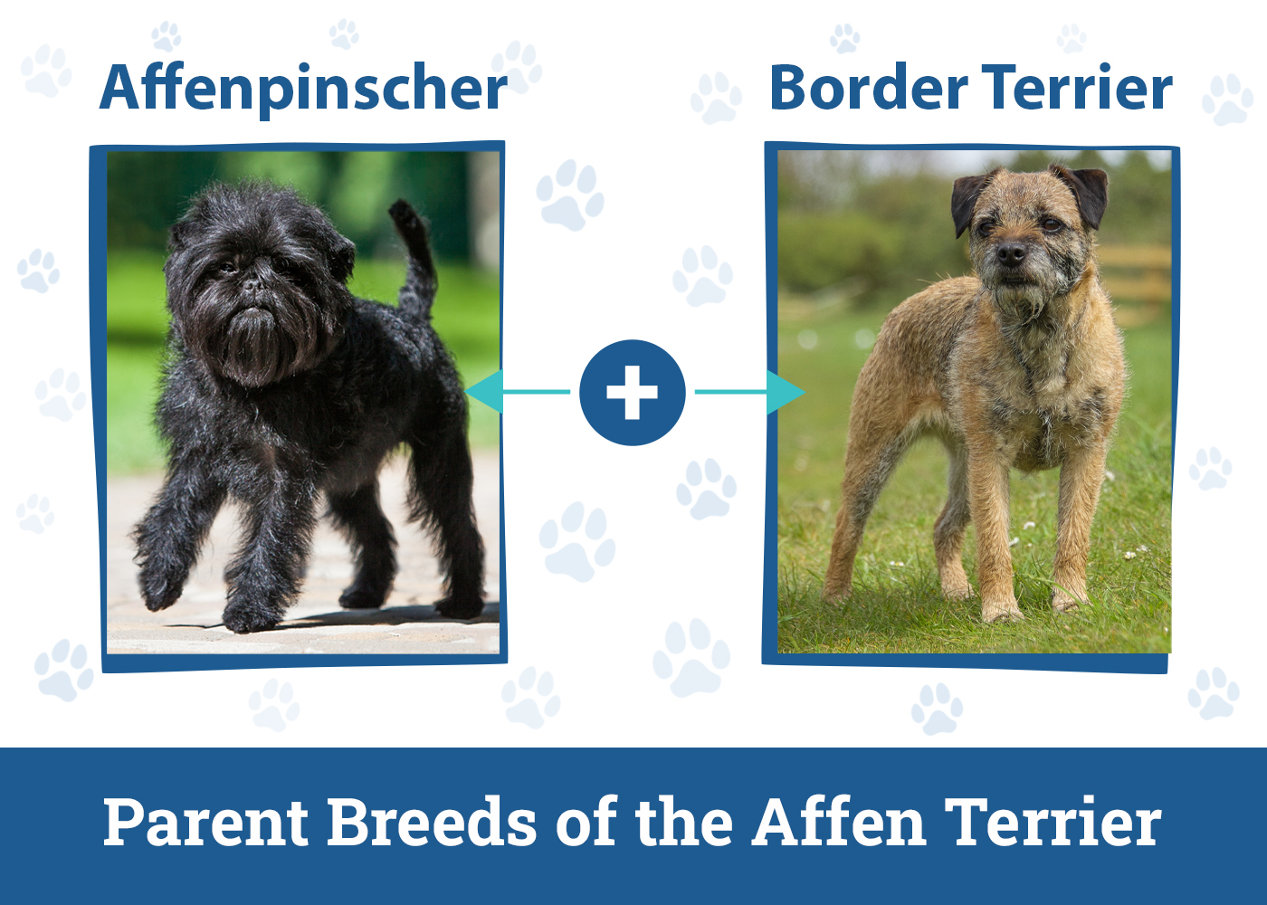 Parent Breeds of the Affen Terrier