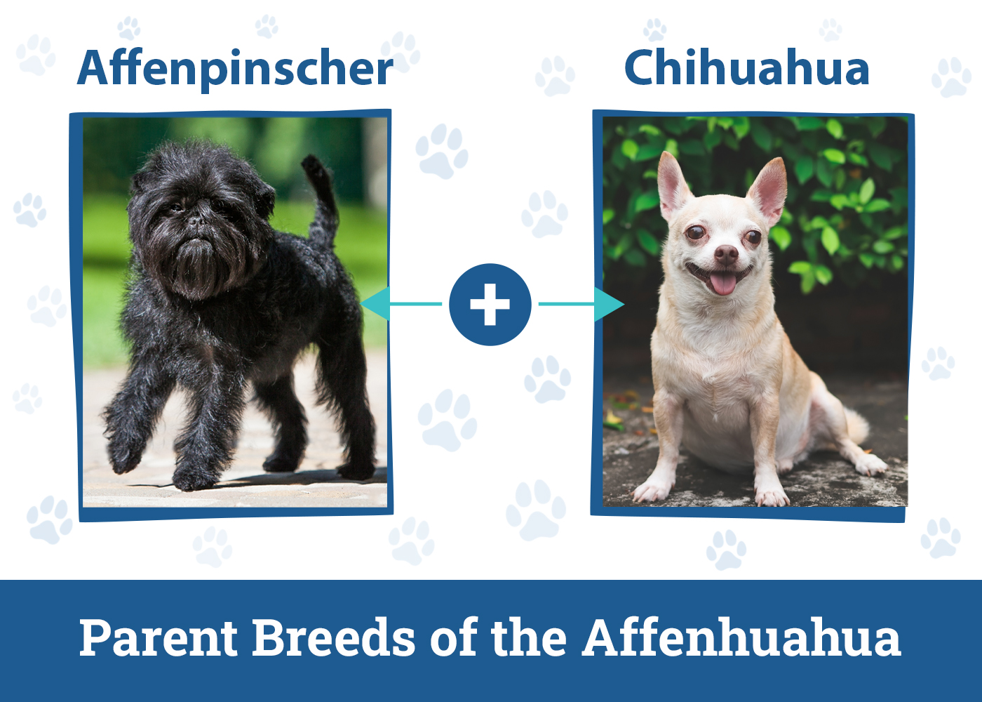 Parent Breeds of the Affenhuahua