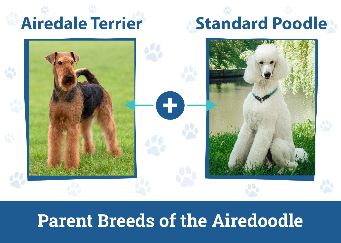 Parent Breeds of the Airedoodle