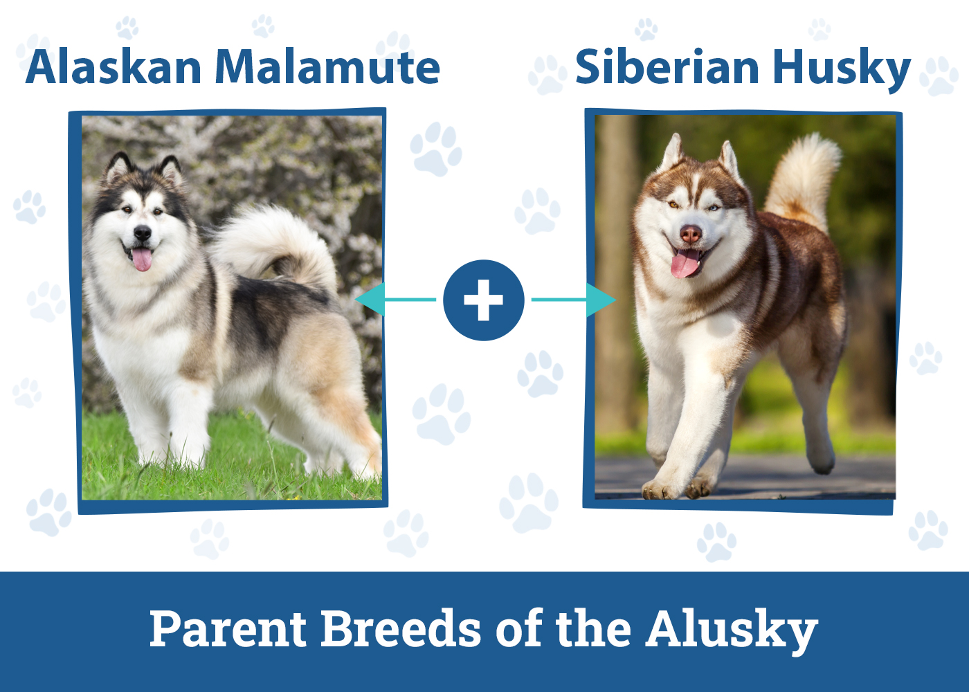 Parent Breeds of the Alusky