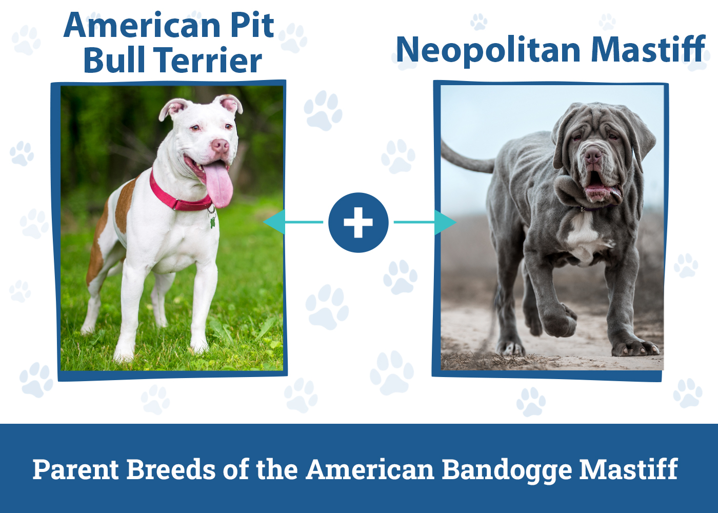 Parent Breeds of the American Bandogge Mastiff