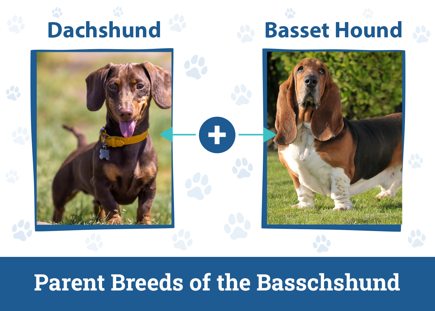Parent Breeds of the Basschshund