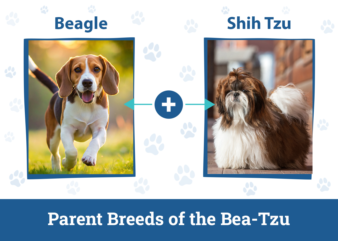 Parent Breeds of the Bea-Tzu