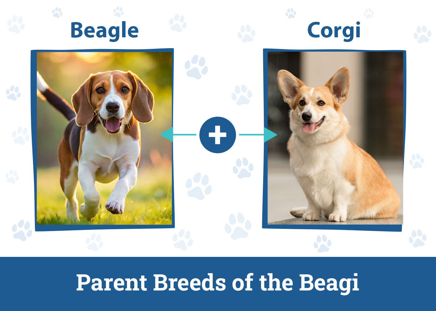 Parent Breeds of the Beagi