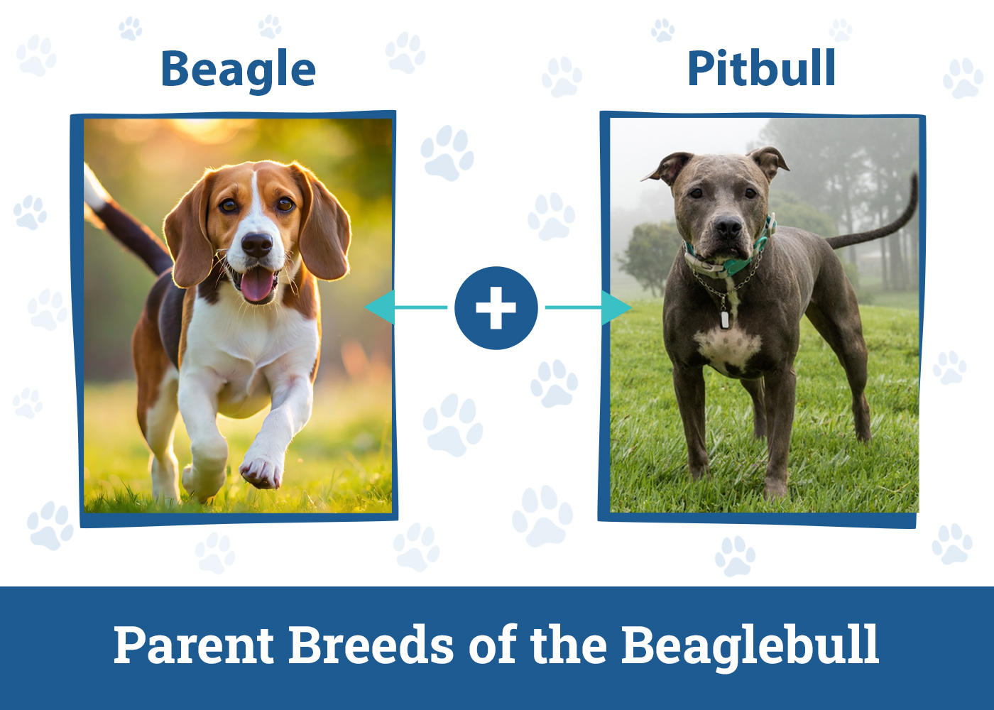 Parent Breeds of the Beaglebull