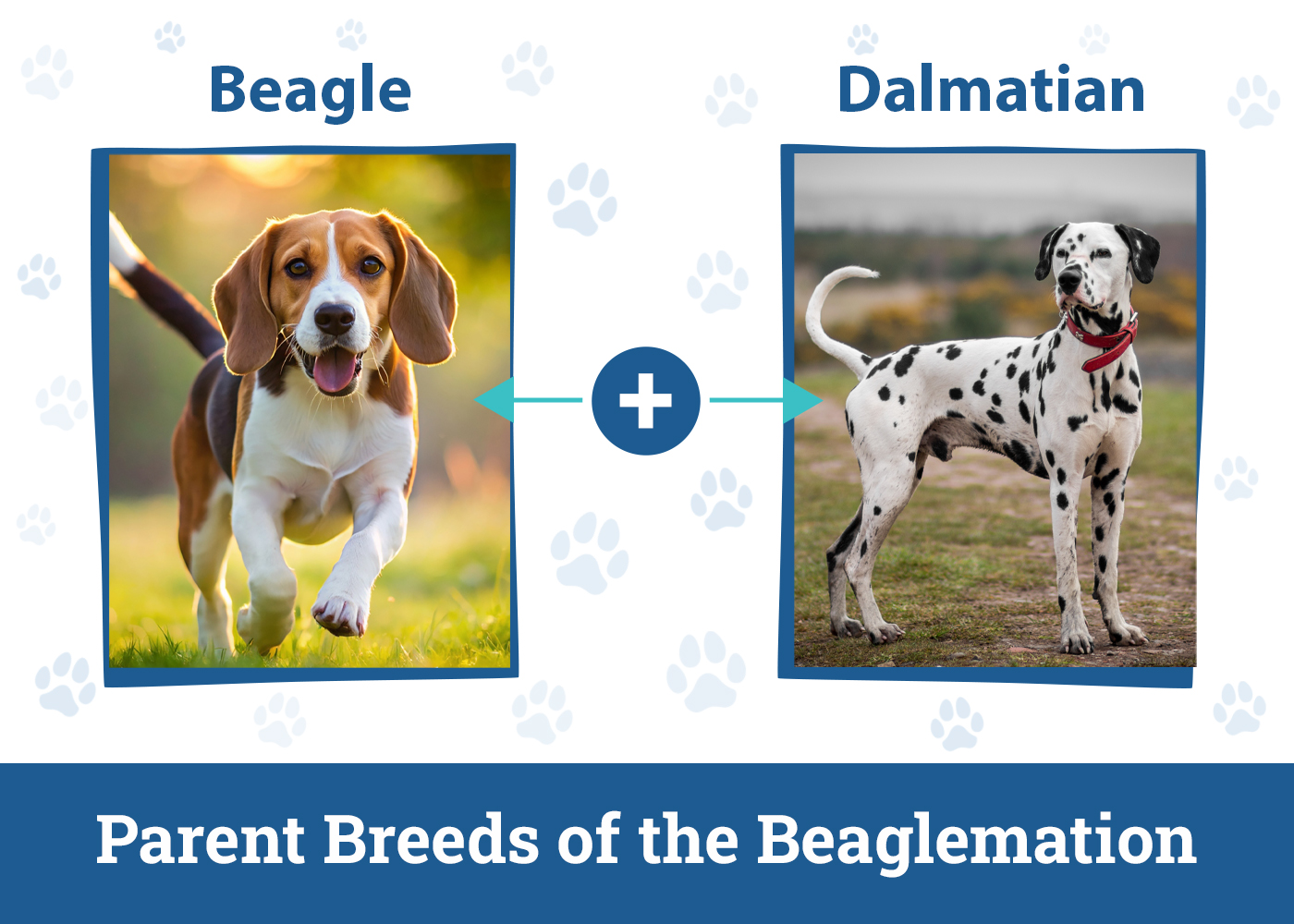 Parent Breeds of the Beaglemation