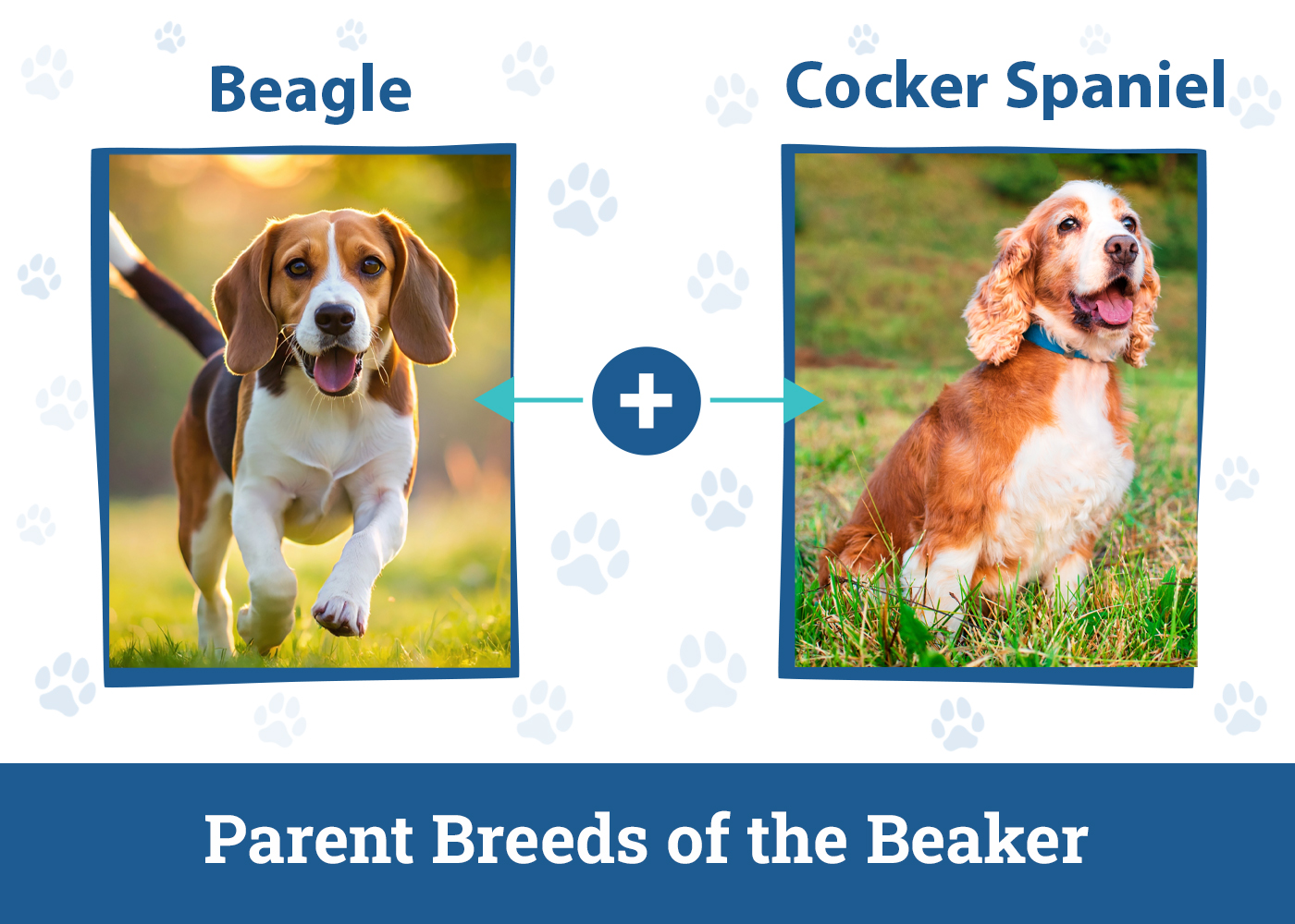 Parent Breeds of the Beaker