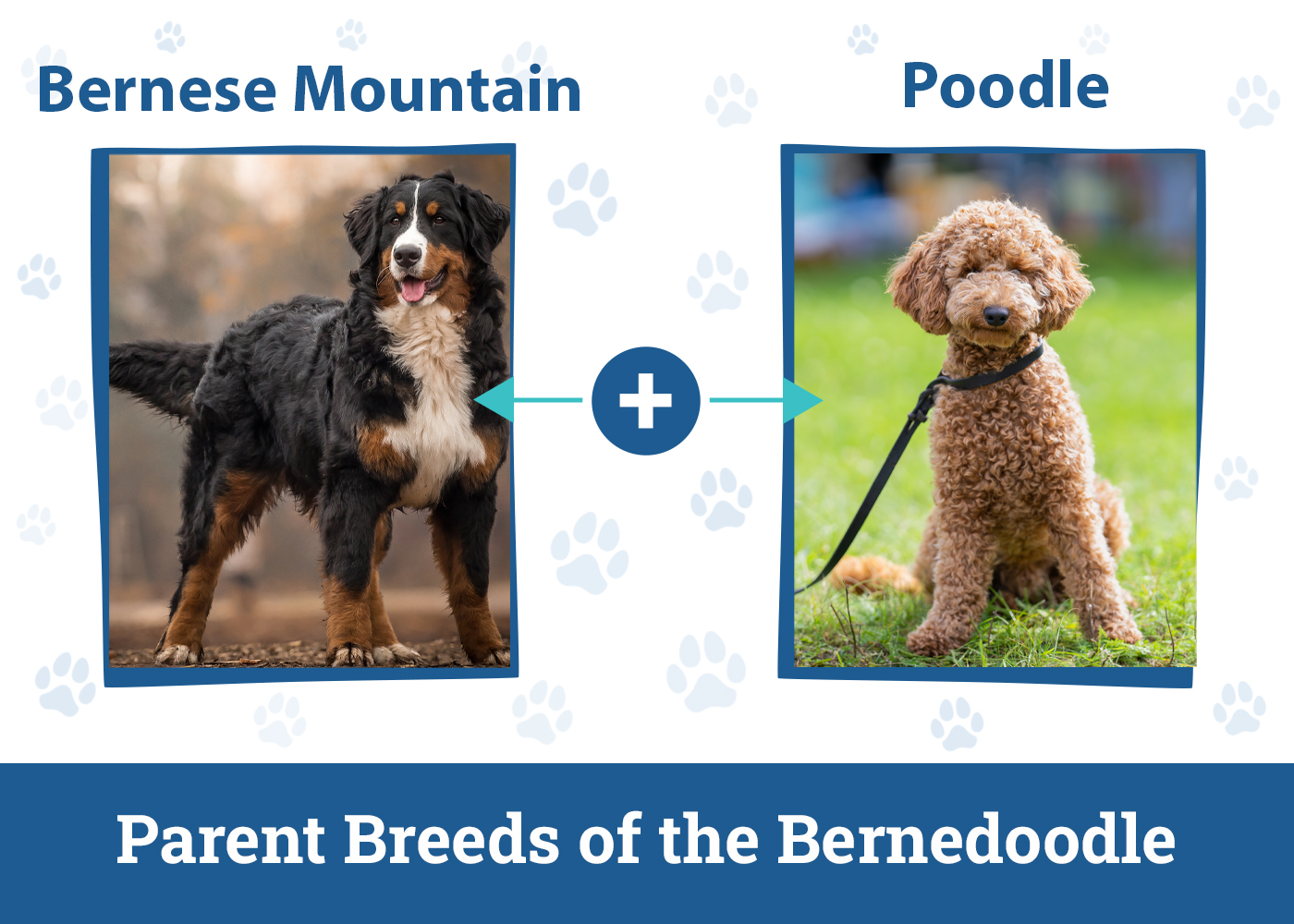 Parent Breeds of the Bernedoodle