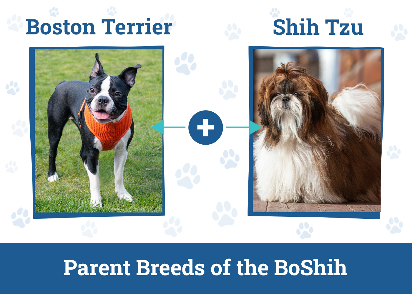 Parent Breeds of the BoShih