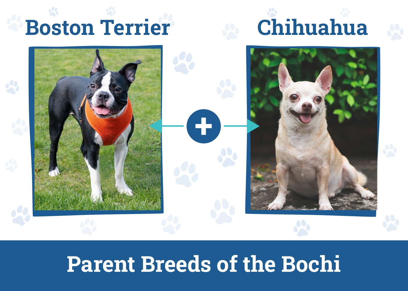 Parent Breeds of the Bochi