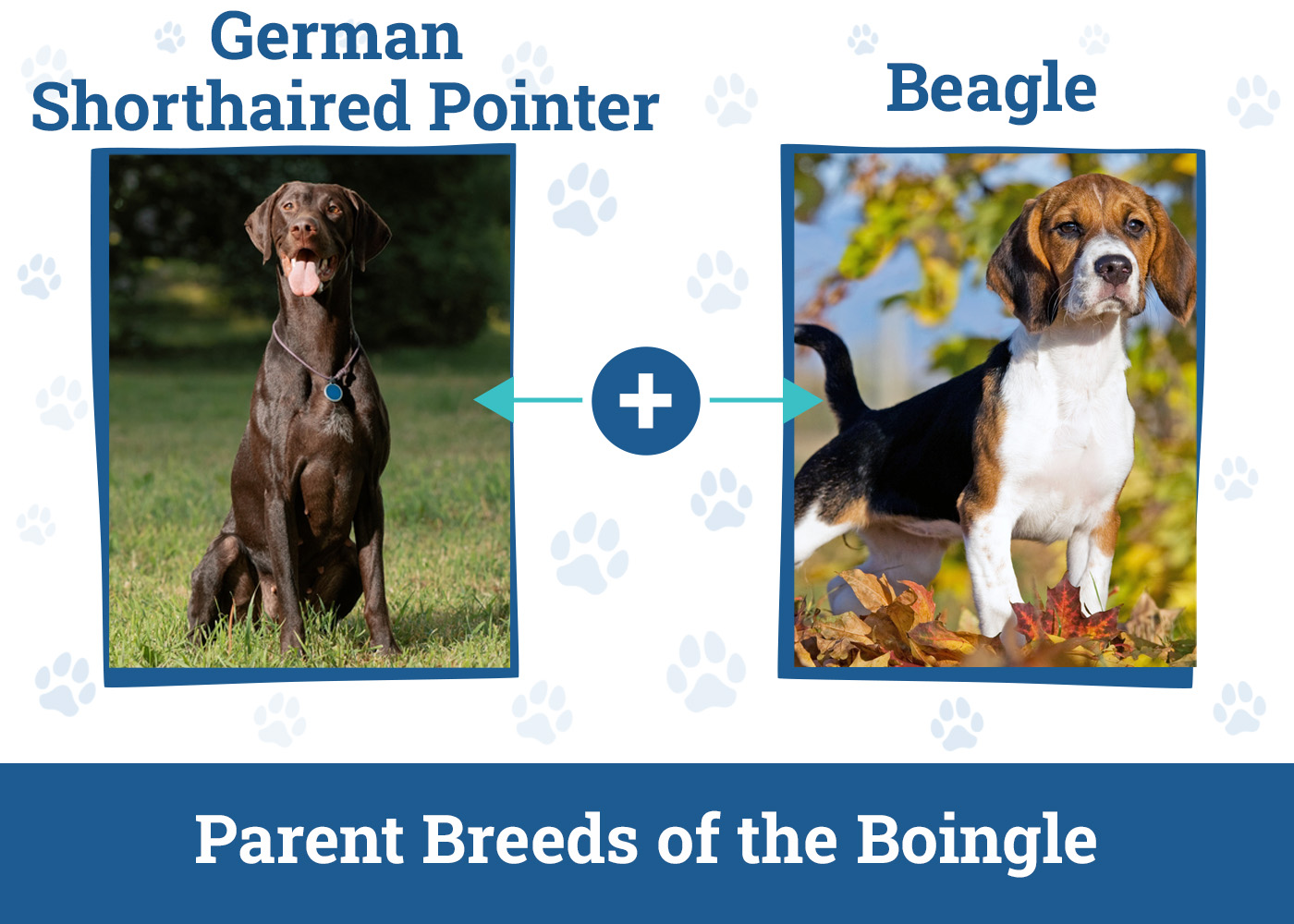Parent Breeds of the Boingle