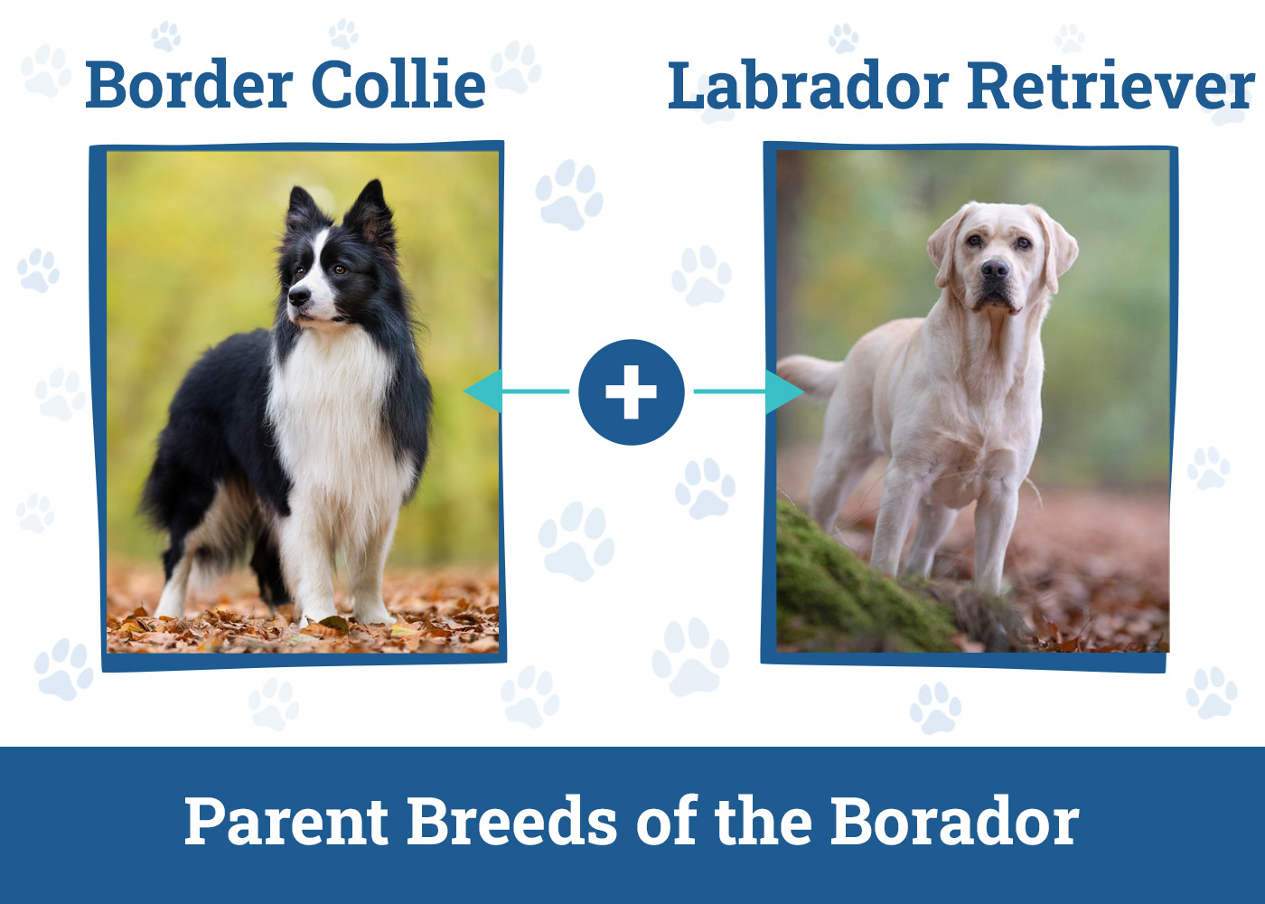 Parent Breeds of the Borador