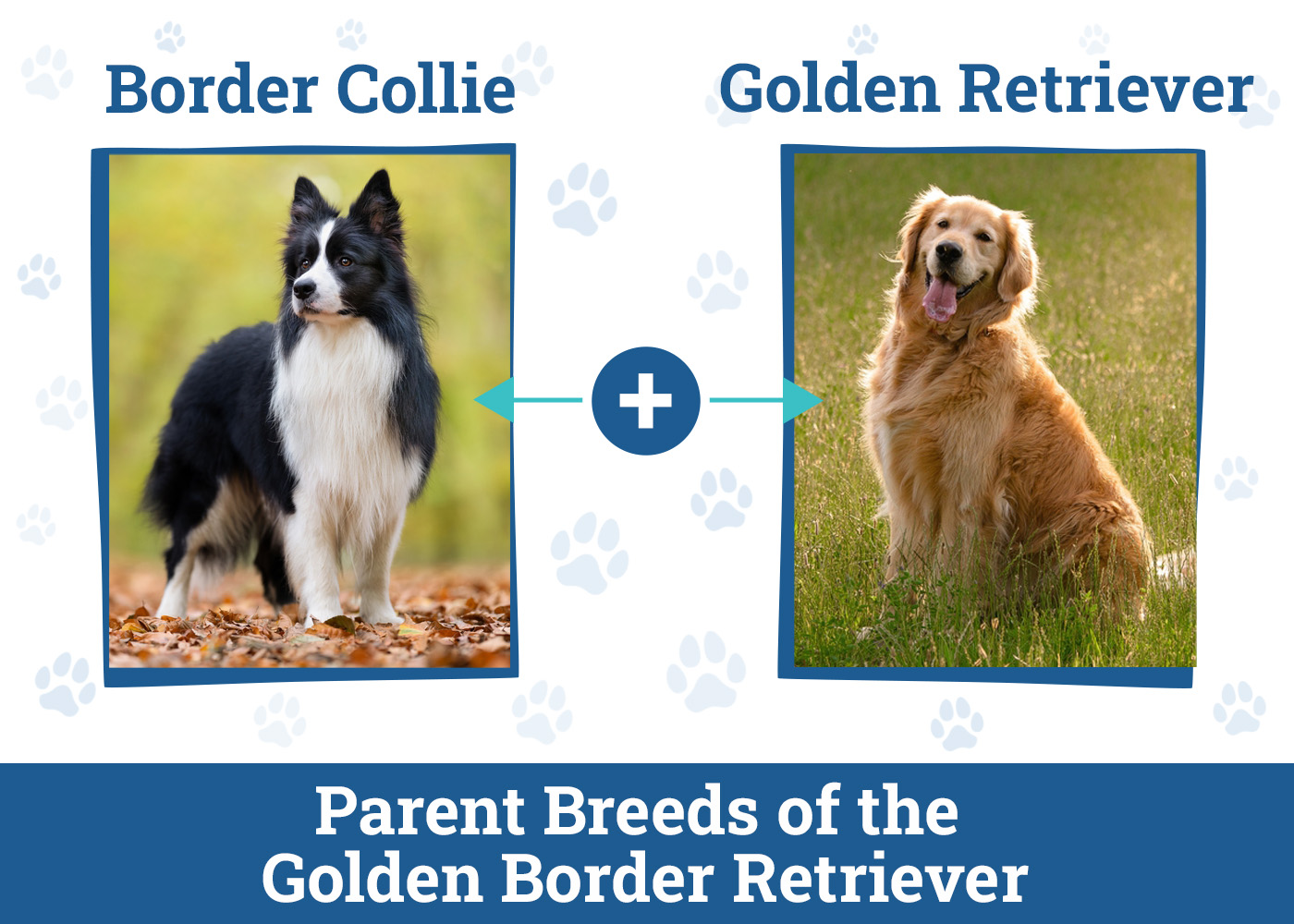 Parent Breeds of the Border Golden Retriever