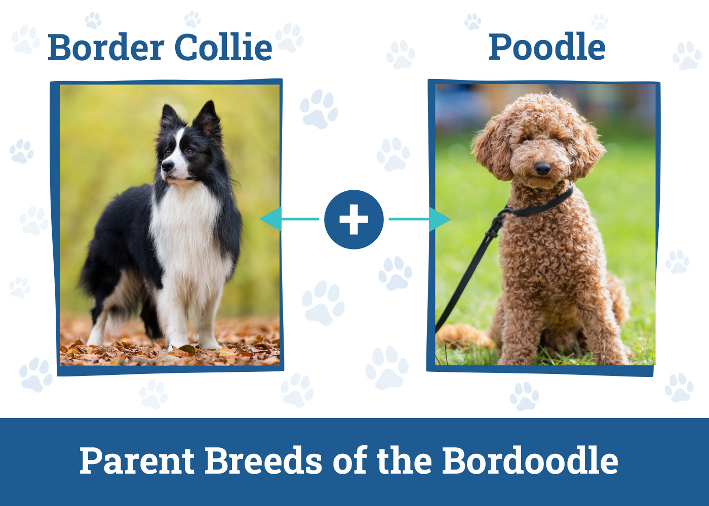 Parent Breeds of the Bordoodle