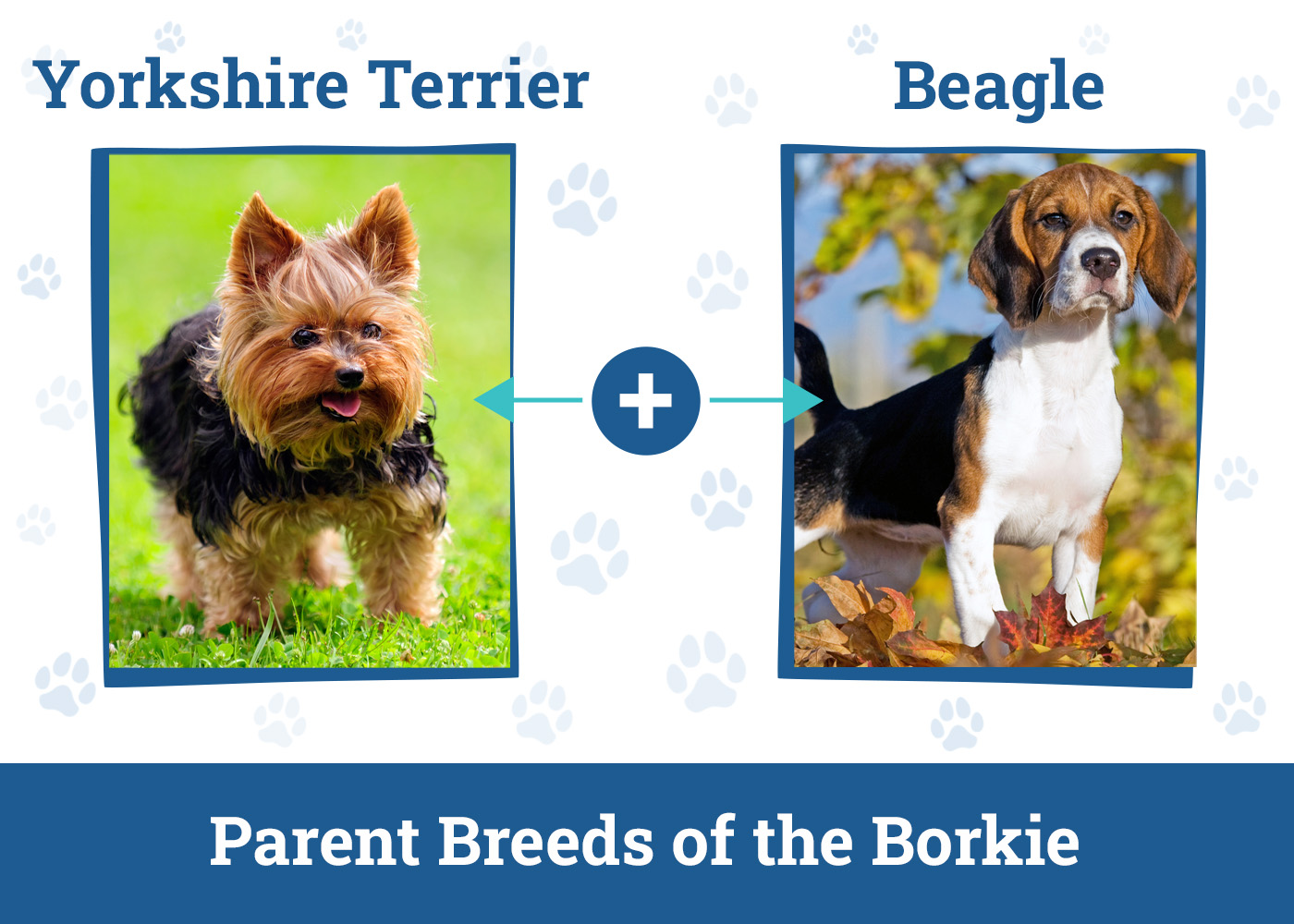 Parent Breeds of the Borkie