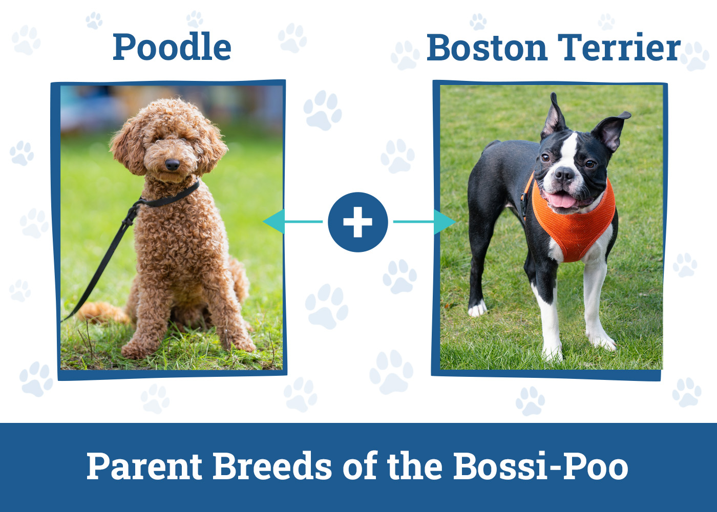 Parent Breeds of the Bossi-Poo