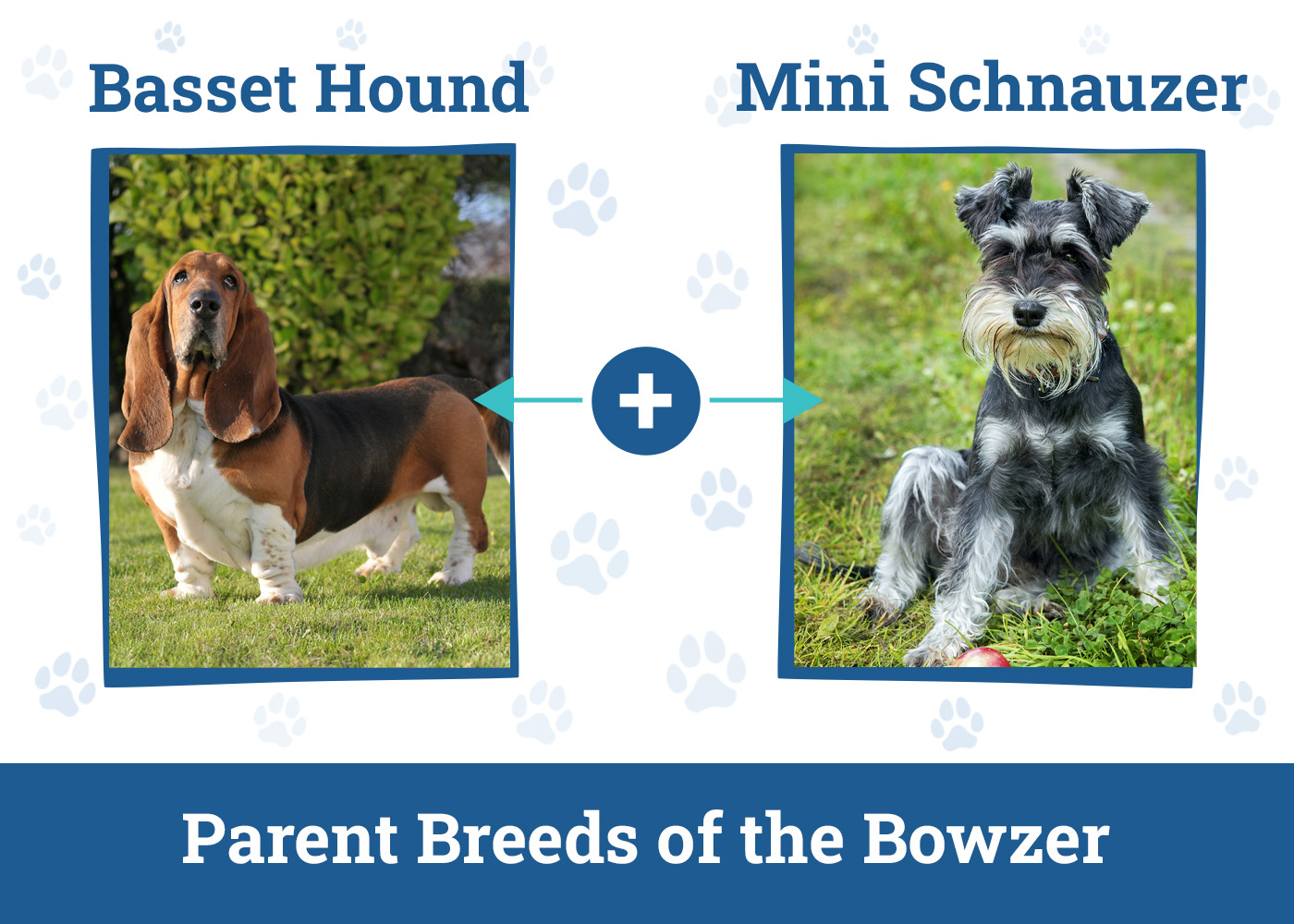 Parent Breeds of the Bowzer