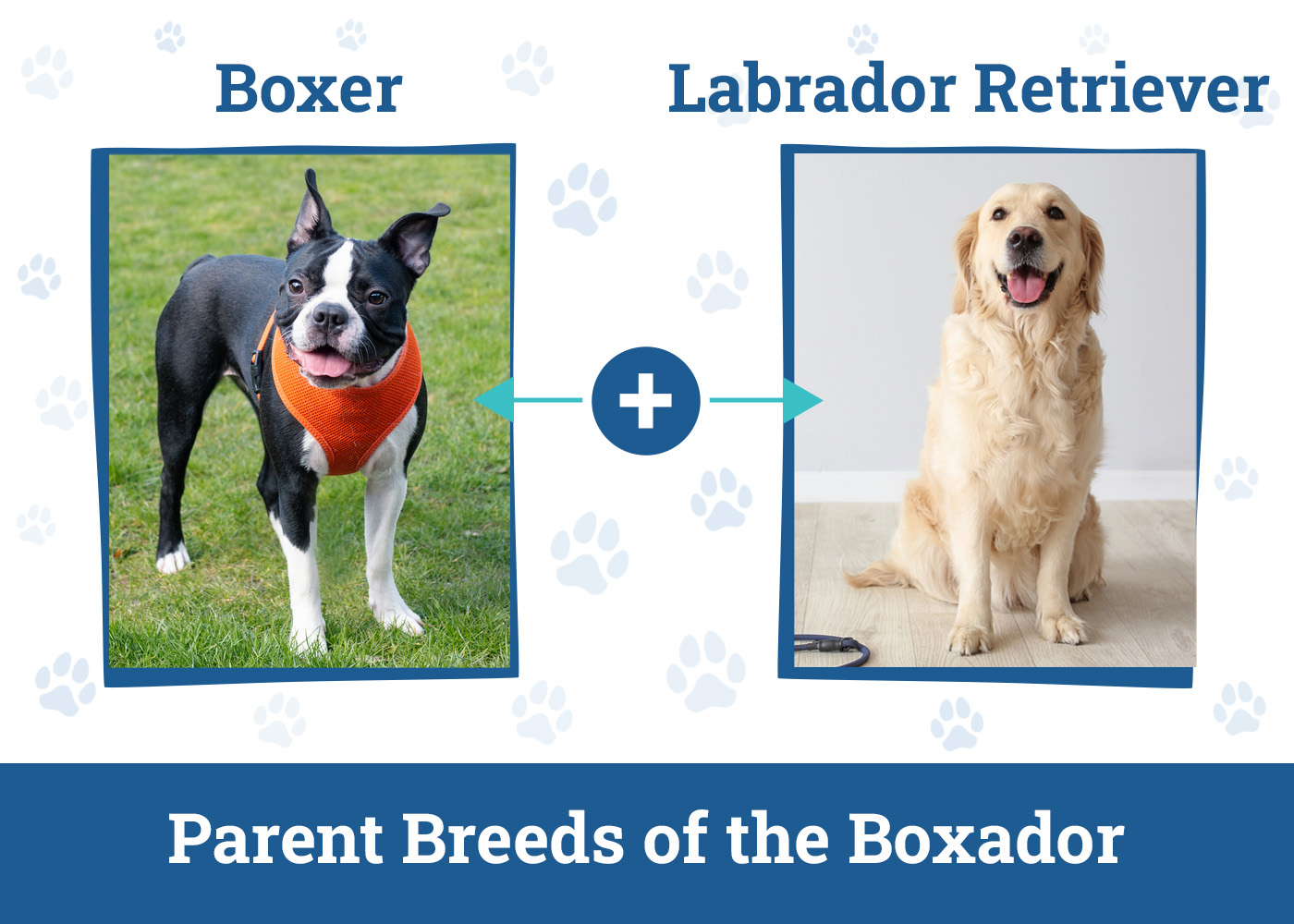 Parent Breeds of the Boxador