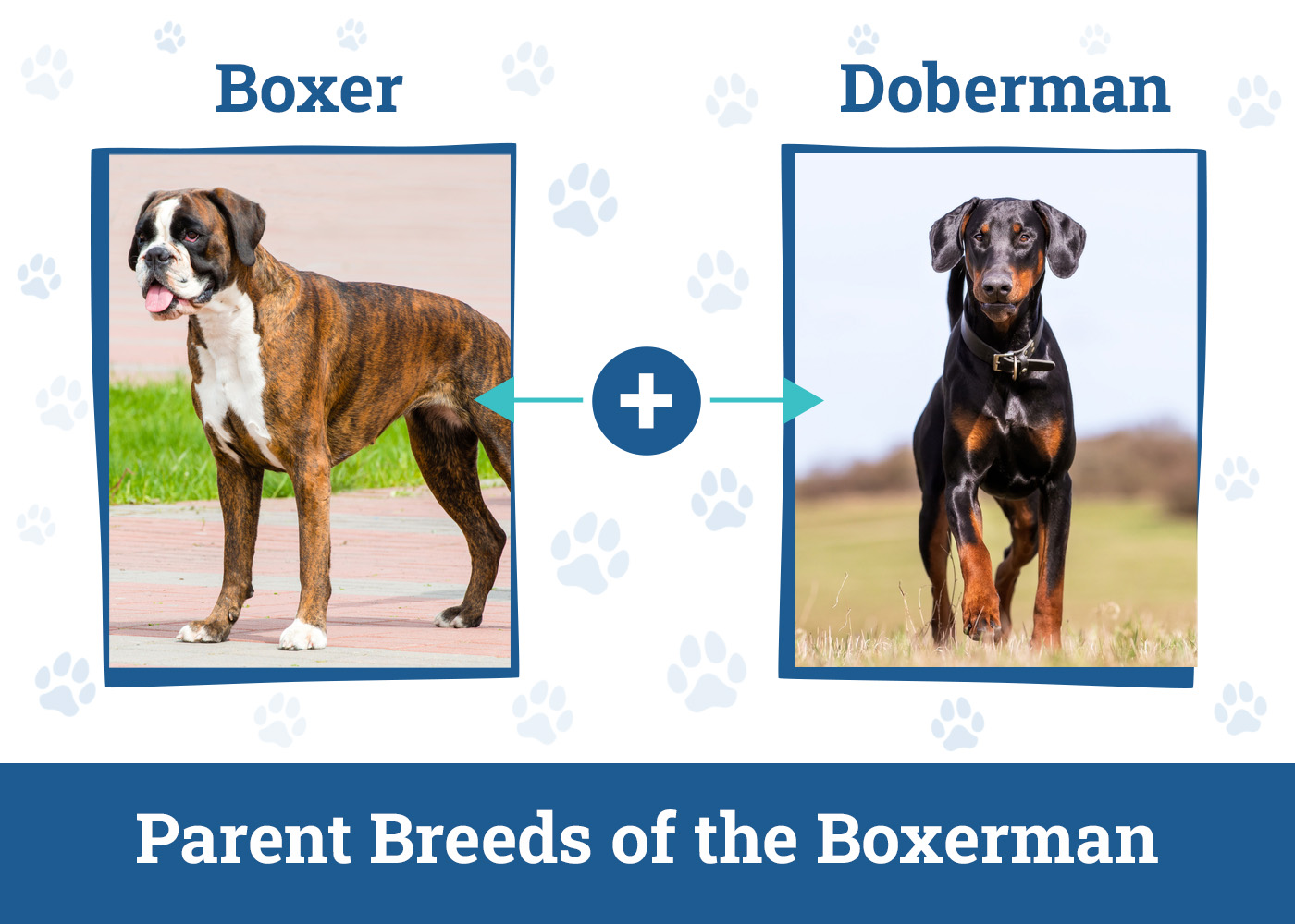Parent Breeds of the Boxerman