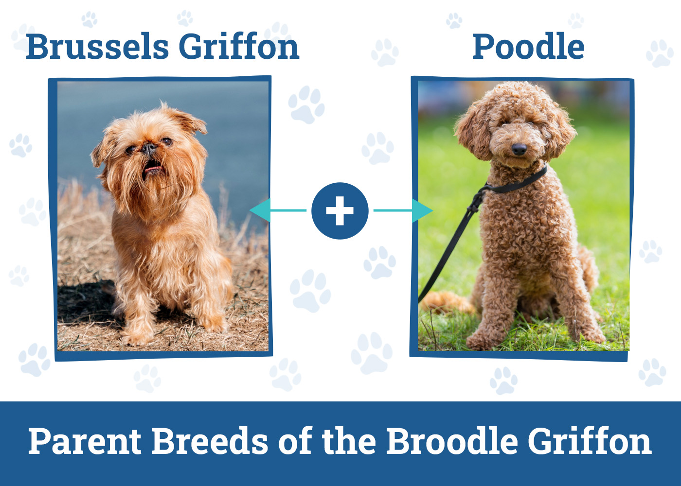 Parent Breeds of the Broodle Griffon