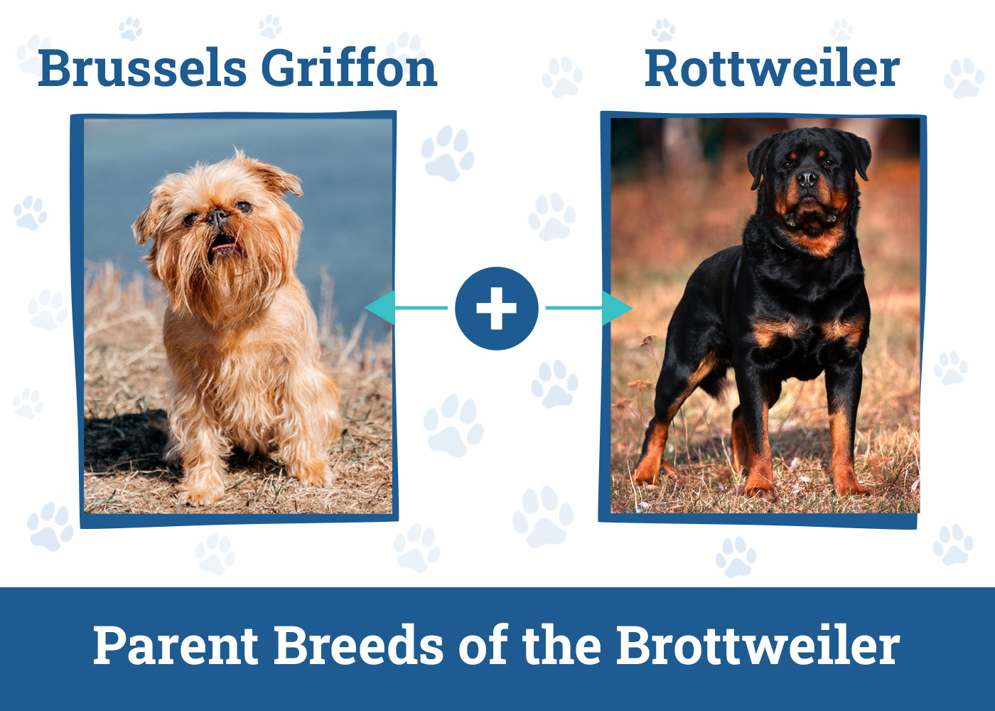 Parent Breeds of the Brottweiler