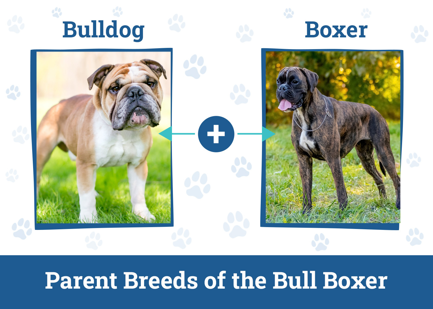 Parent Breeds of the Bull Boxer