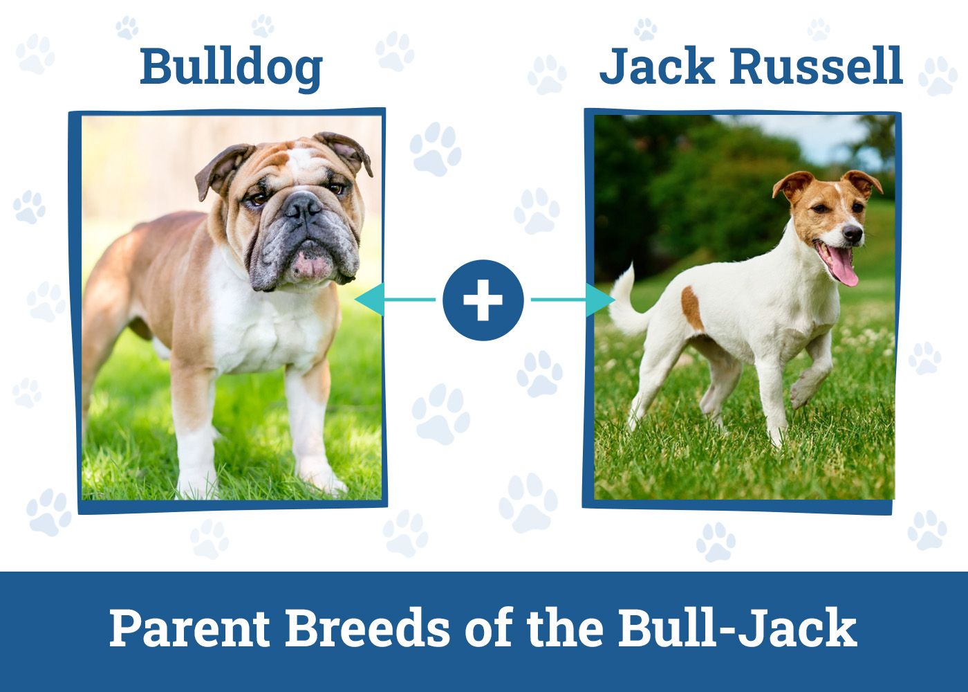 Parent Breeds of the Bull-Jack